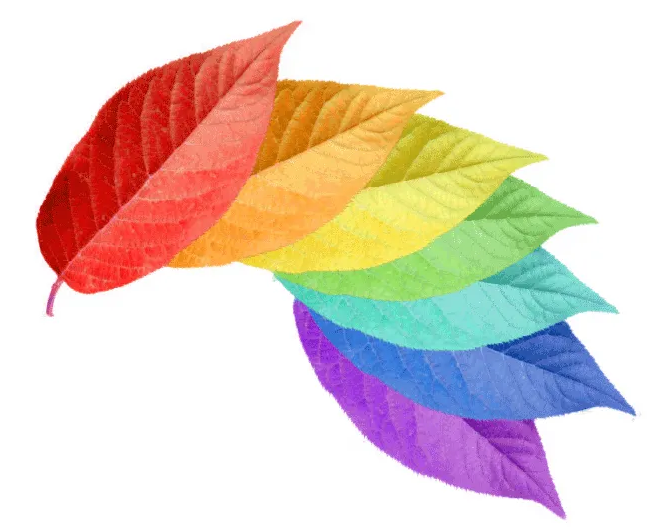 香蕉影视网站APP檢測顏色流程